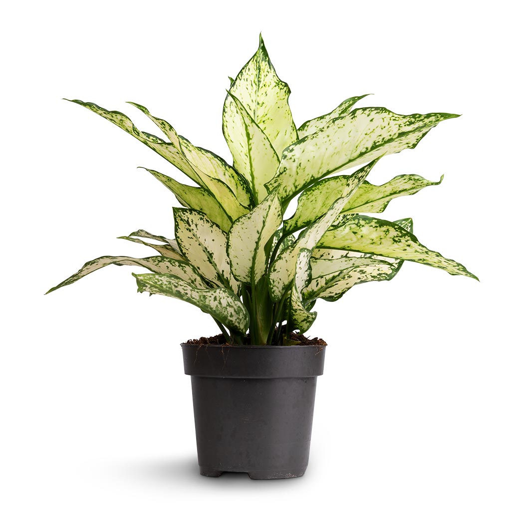 Aglaonema Kiwi - Chinese Evergreen - 12 x 30cm