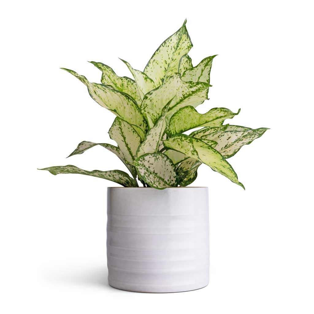 Aglaonema Kiwi - Chinese Evergreen
