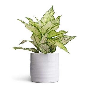Aglaonema Kiwi - Chinese Evergreen & Hadleigh Plant Pot - White