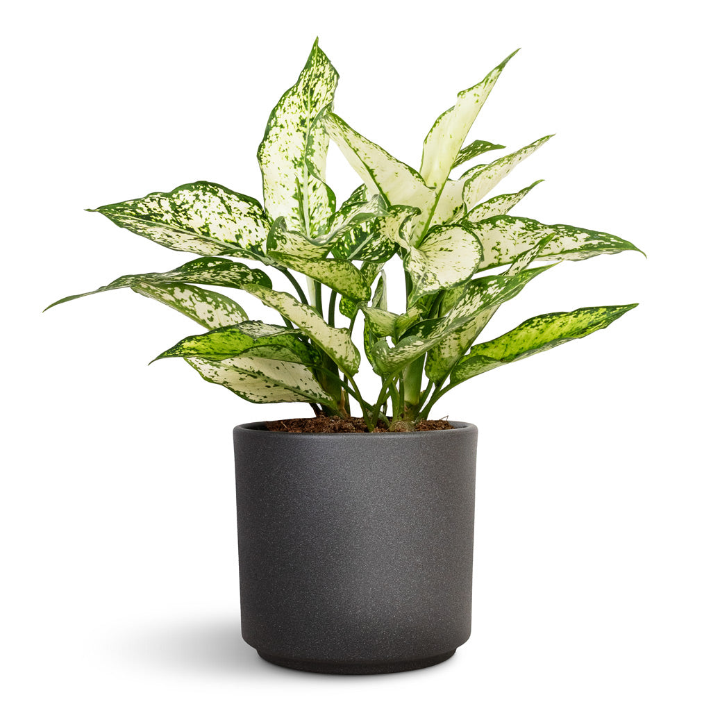 Aglaonema Kiwi Chinese Evergreen - 12x30cm & Leon Plant Pot Granite - 14.5x12cm