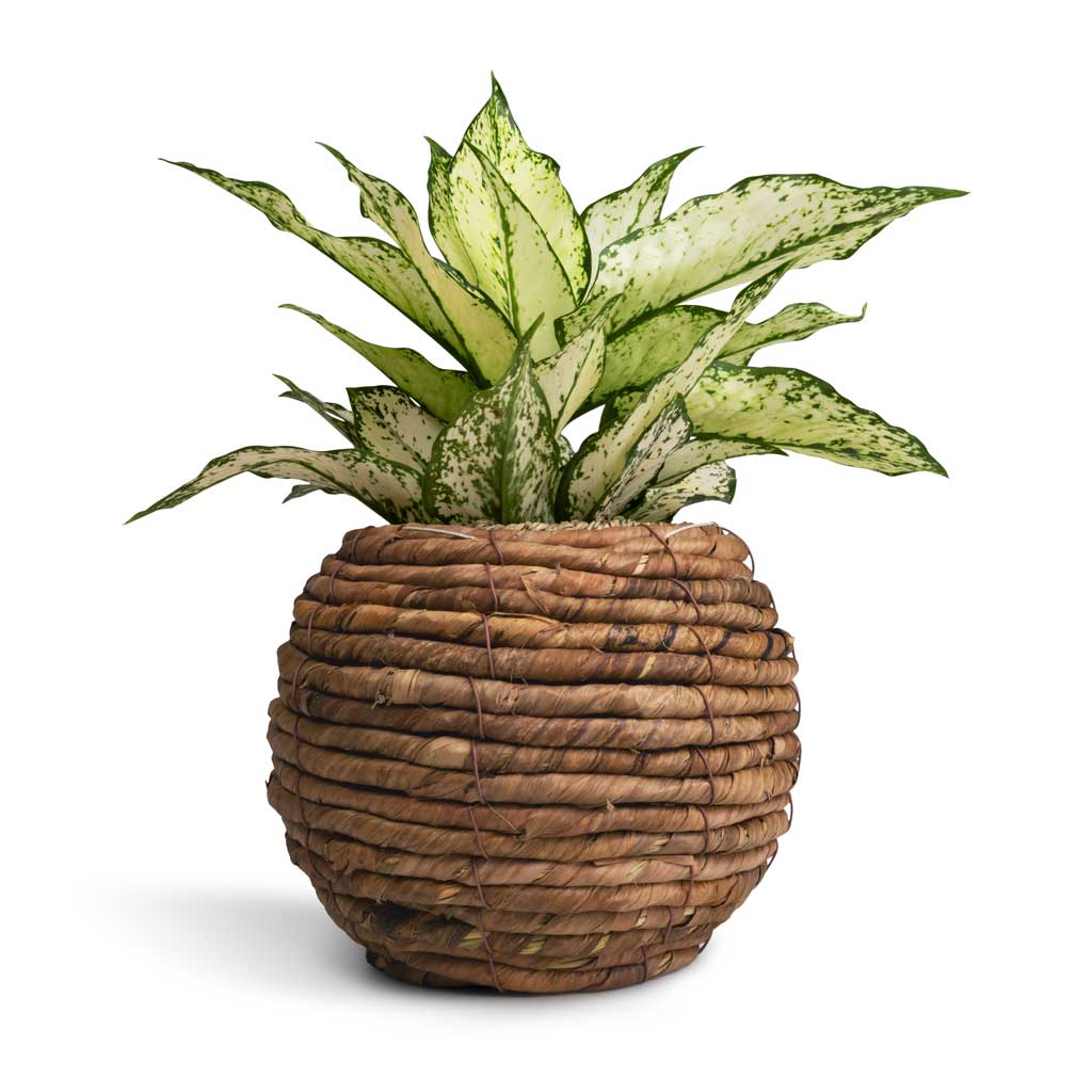 Aglaonema Kiwi - Chinese Evergreen & Lida Plant Basket - Natural