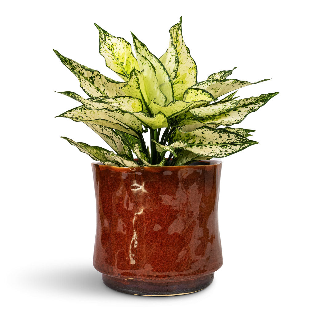 Aglaonema Kiwi Chinese Evergreen - 12x30cm In Nolan Plant Pot Red - 19x15cm