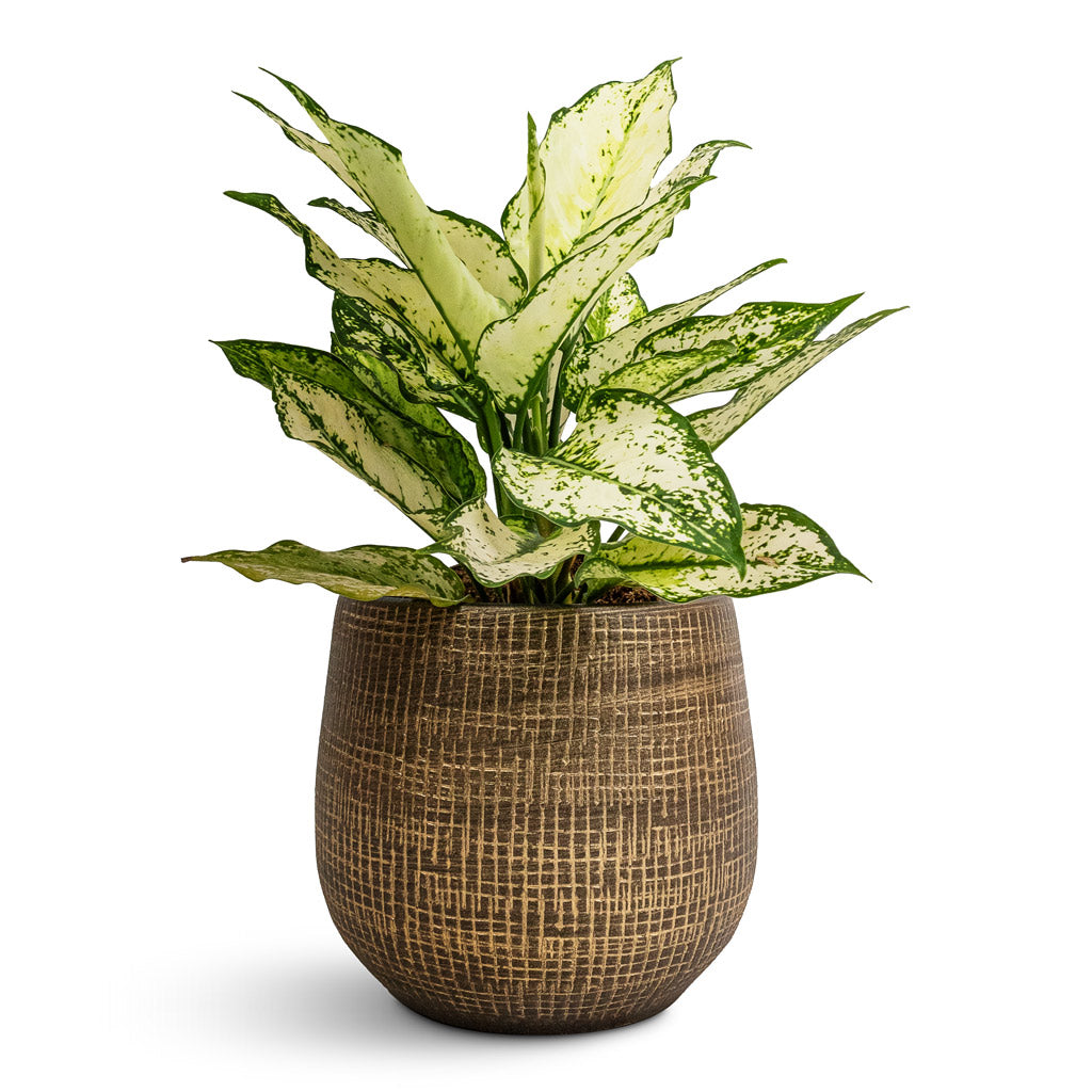 Aglaonema Kiwi - Chinese Evergreen & Ryan Plant Pot - Shiny Gold