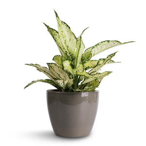 Aglaonema Kiwi - Chinese Evergreen & Sven Plant Pot - Smoke