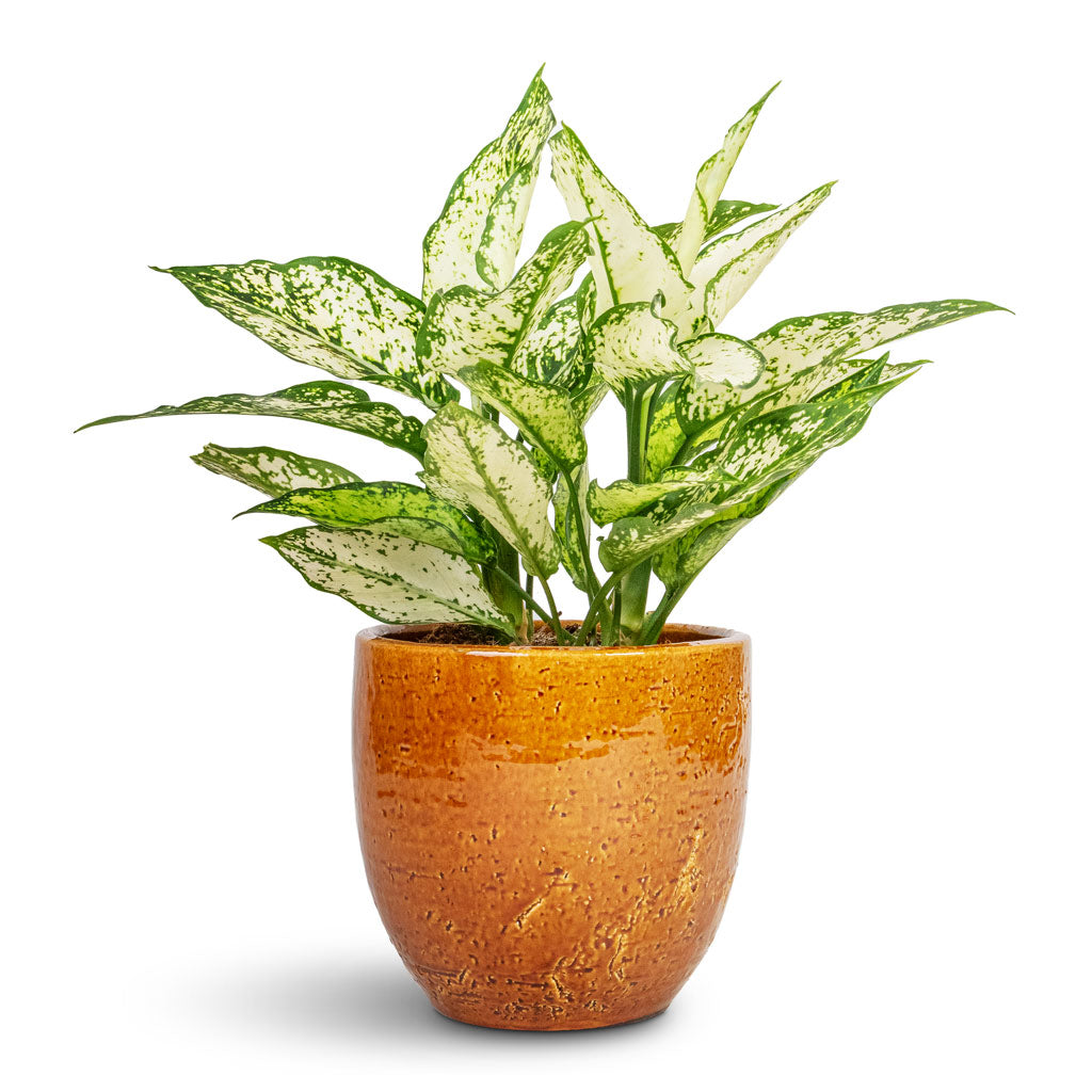 Aglaonema Kiwi - Chinese Evergreen & Jolin Plant Pot - Ochre