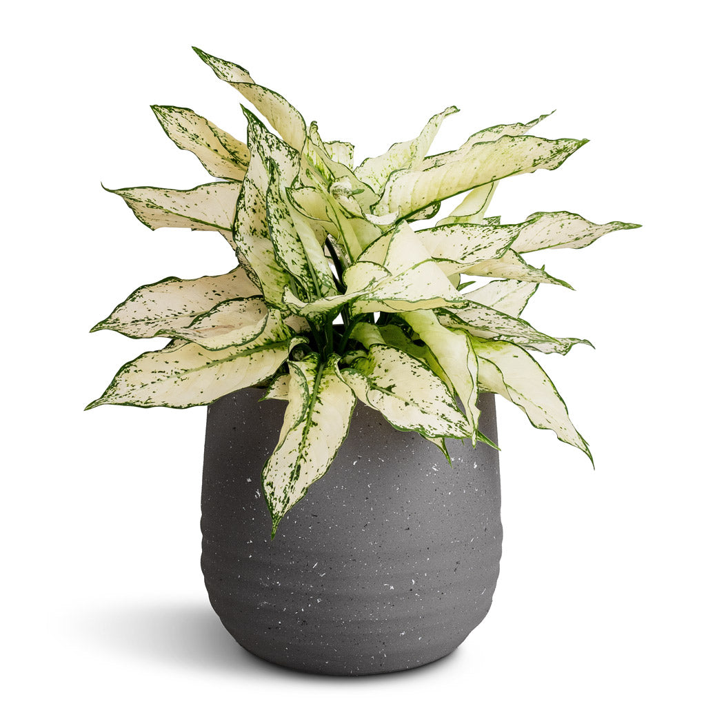 Aglaonema Kiwi - Chinese Evergreen & Aurora Terrazzo Handle Plant Pot - Slate