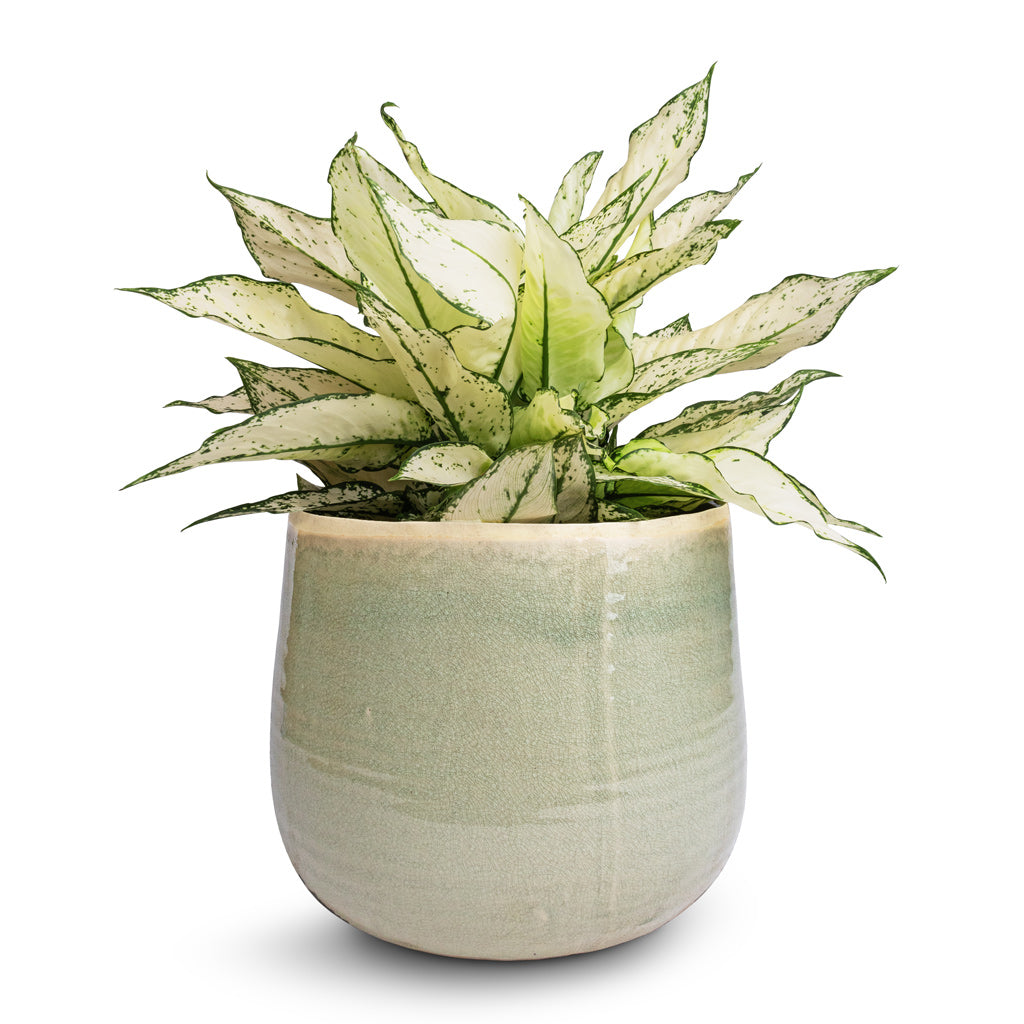 Aglaonema Kiwi - Chinese Evergreen &amp; Iris Plant Pot - Mint
