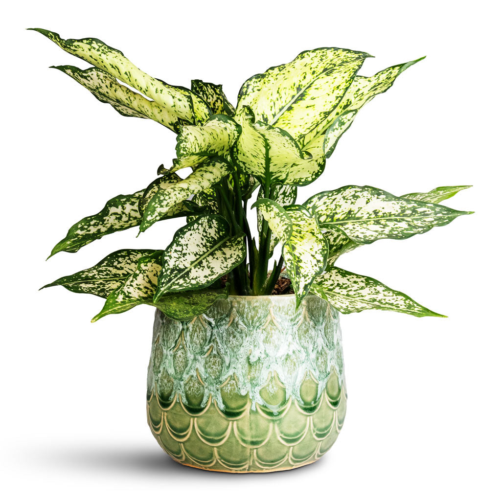 Aglaonema Kiwi Houseplant 12x30cm Debby Plant Pot Thyme 15x14cm