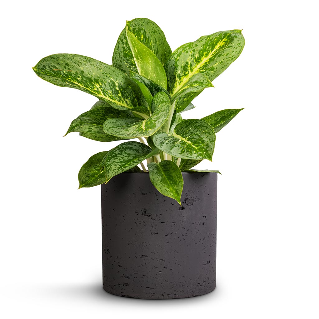 Aglaonema Lemon Mint & Puk Plant Pot - Black Washed
