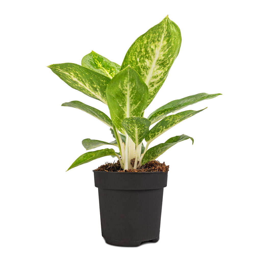 Aglaonema Lemon Mint - Chinese Evergreen