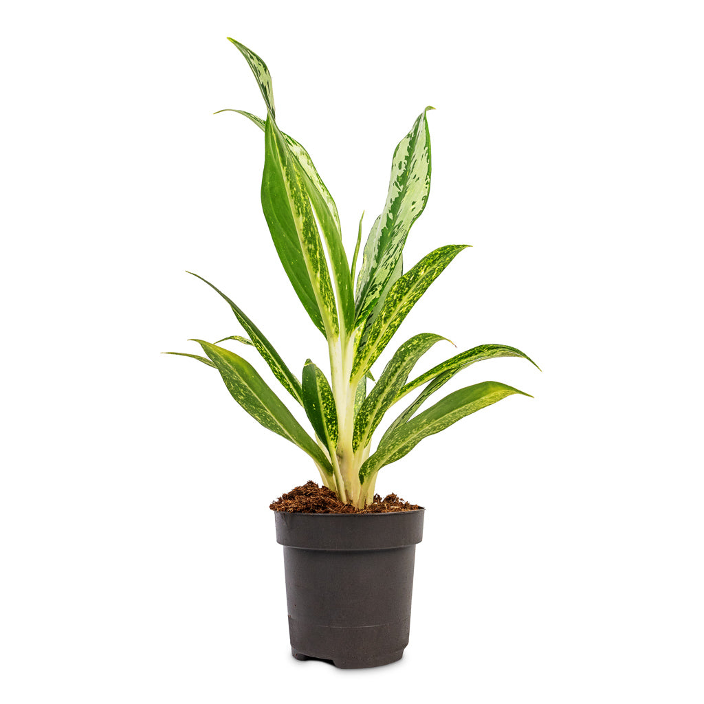 Aglaonema Lemon Mint Chinese Evergreen - 12x40cm
