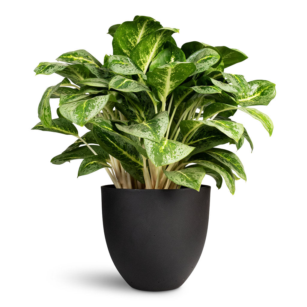 Aglaonema Lemon Mint Chinese Evergreen - 19x50cm In Coral Refined Planter Volcano Black - 25x21cm