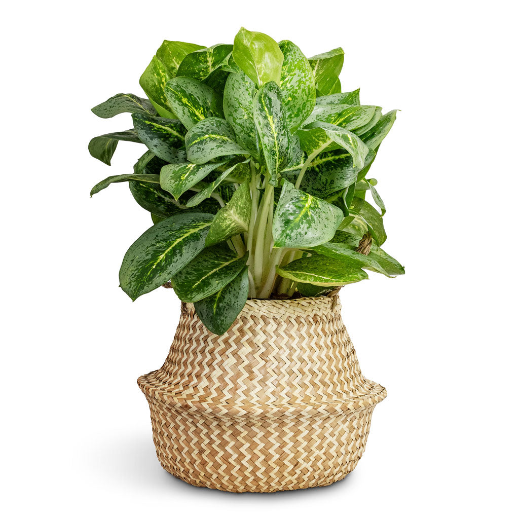 Seagrass Chevron Basket - White Lined