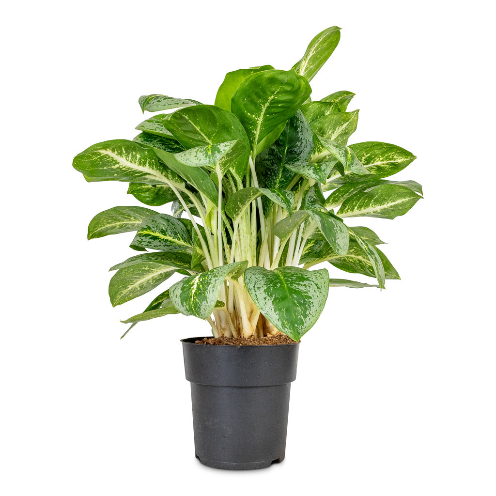 Aglaonema Lemon Mint - Chinese Evergreen - 19 x 50cm