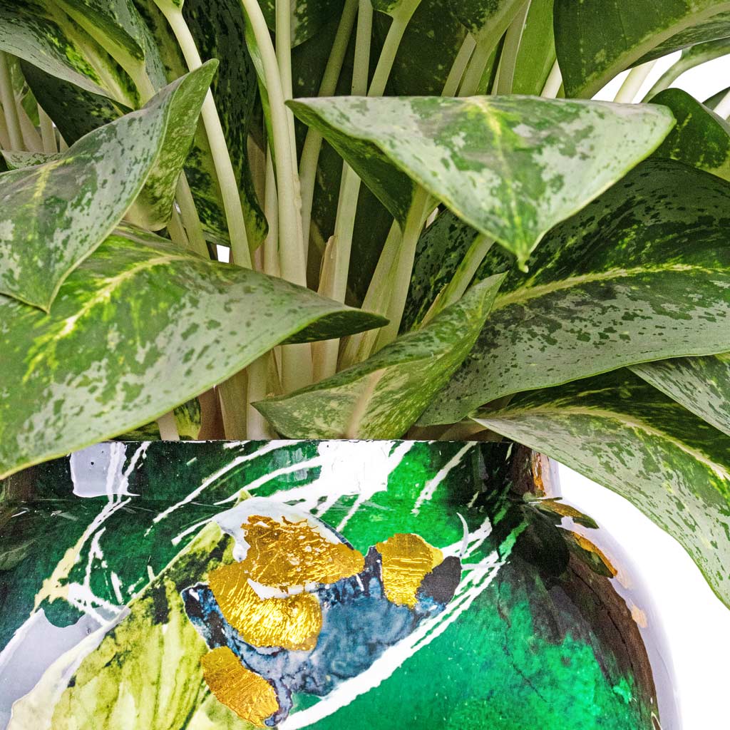 Aglaonema Lemon Mint Chinese Evergreen In Lammie Planter Bee Green Close Up Combination