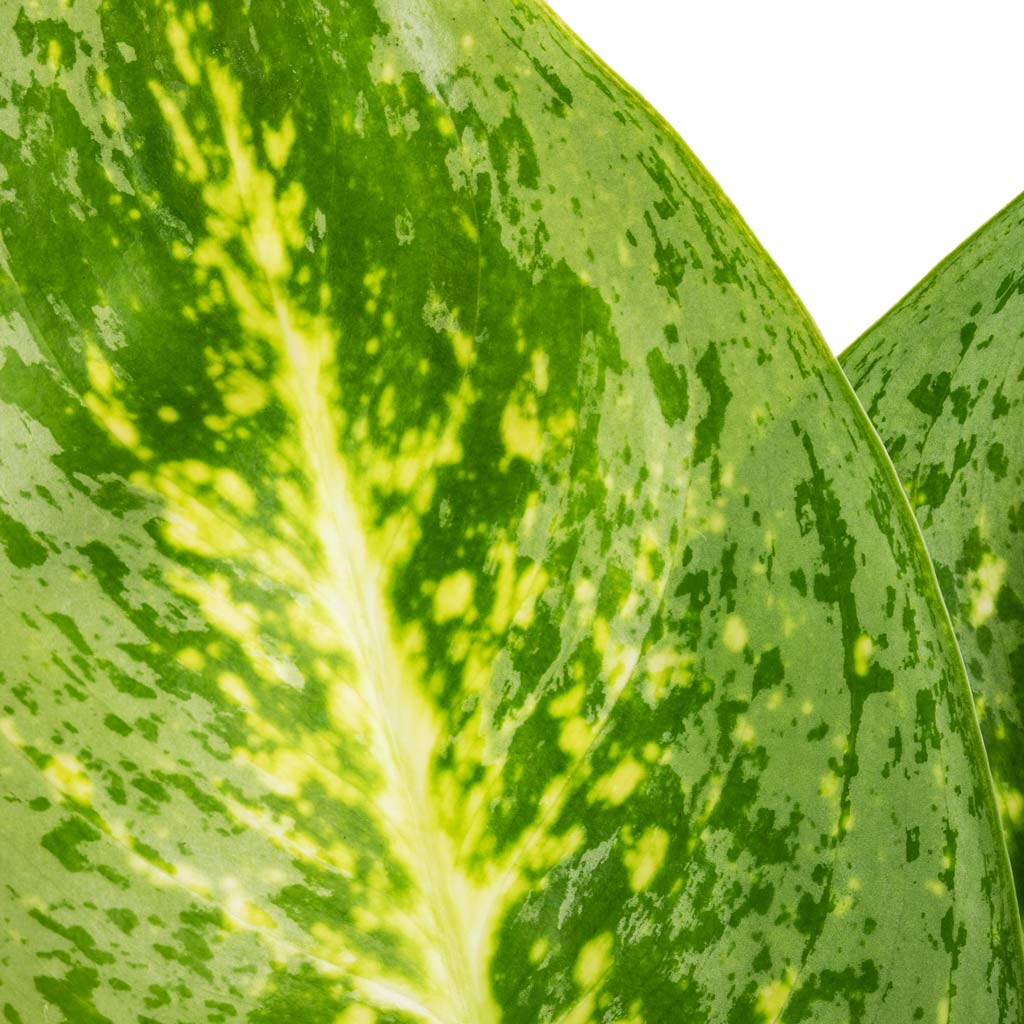 Aglaonema Lemon Mint - Chinese Evergreen Leaf Close Up