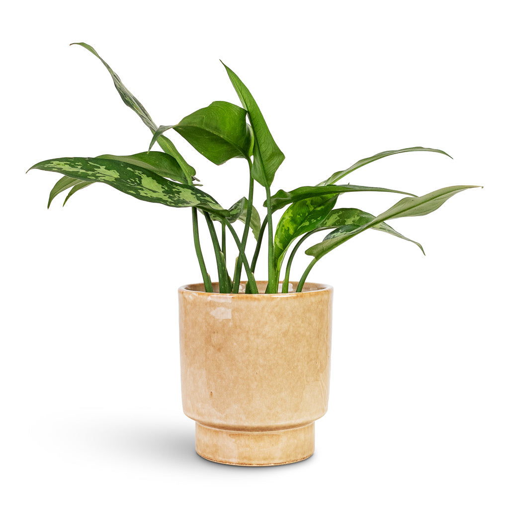 Aglaonema Maria 12x30cm House Plant In Porchini Glaze Pot Toasted Caramel 14x15cm