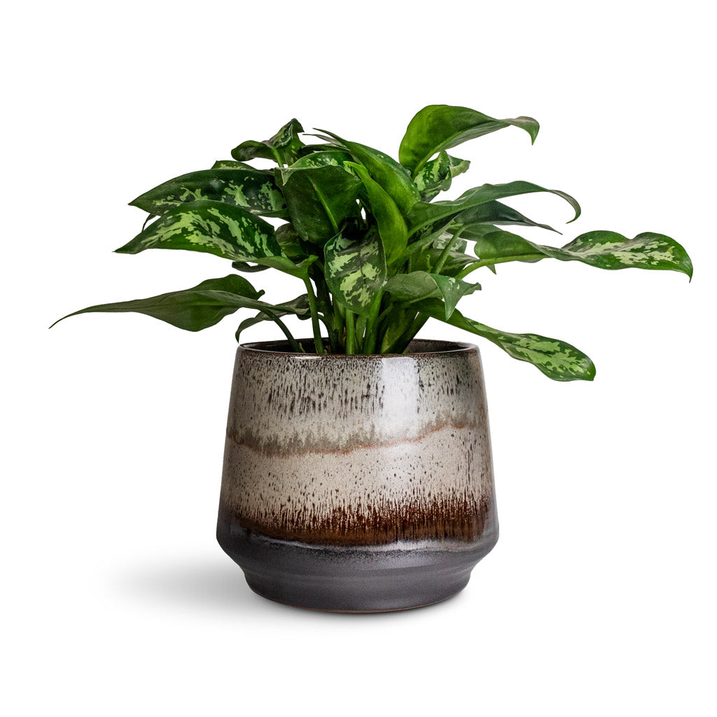 Aglaonema Maria 17x50cm & Noaz Plant Pot Coffee 22x19cm