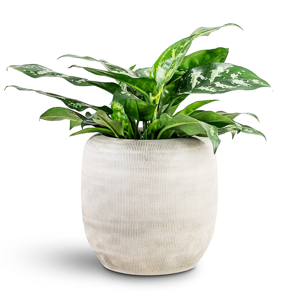 Aglaonema Maria - 17x50cm in Roxan Pot Concrete -  26x24cm