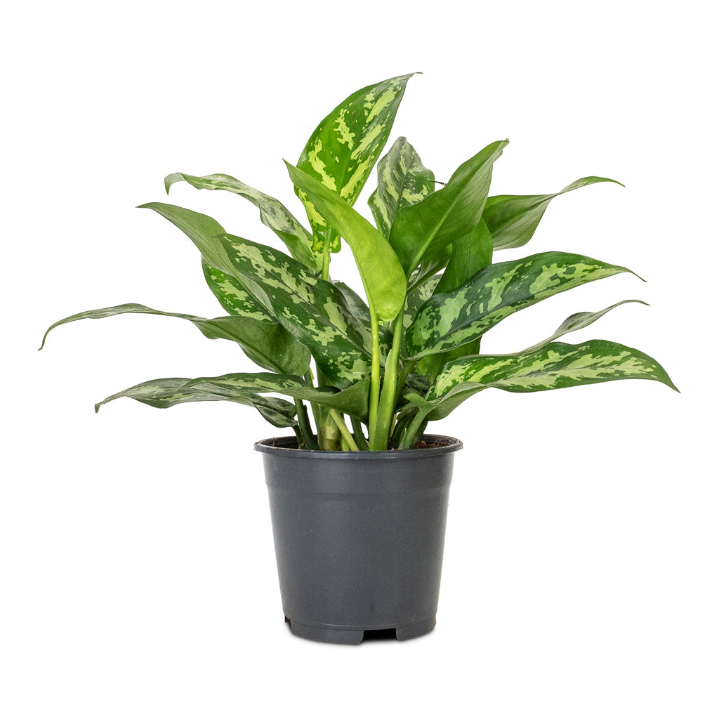 Aglaonema Maria Chinese Evergreen - 14x30cm
