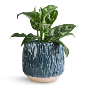 Aglaonema Maria - Chinese Evergreen & Arles Leaf Plant Pot - Teal