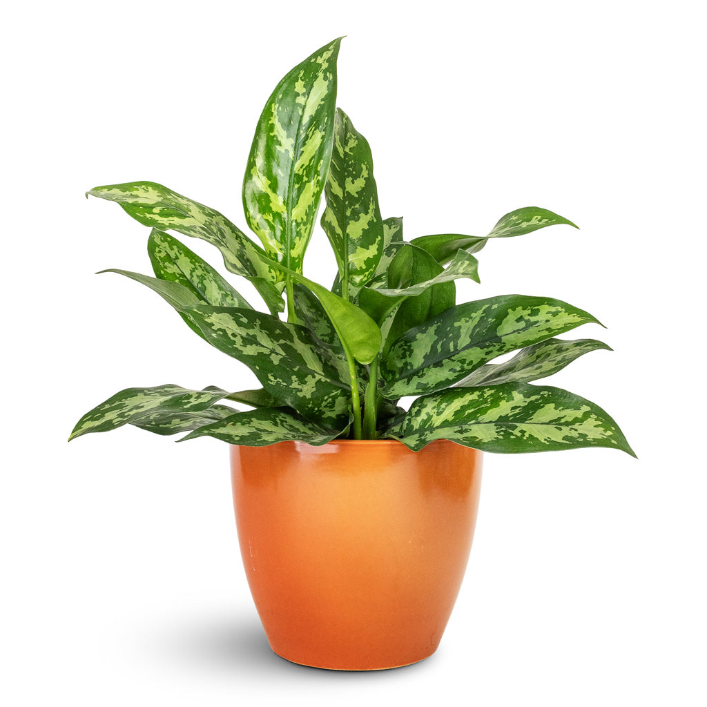 Aglaonema Maria Chinese Evergreen - 14x30cm & Sven Plant Pot Mandarin - 18x16cm