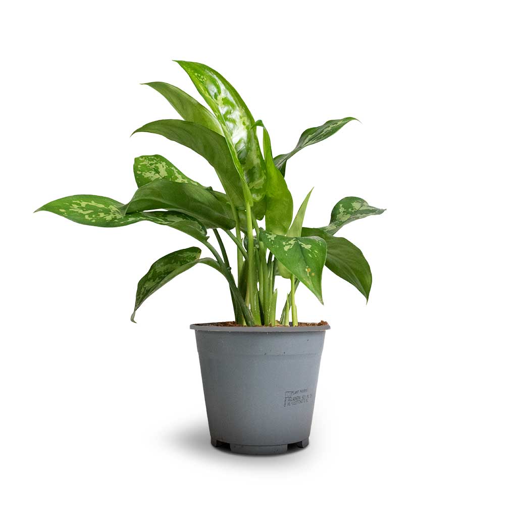 Aglaonema Maria - Chinese Evergreen Smaller