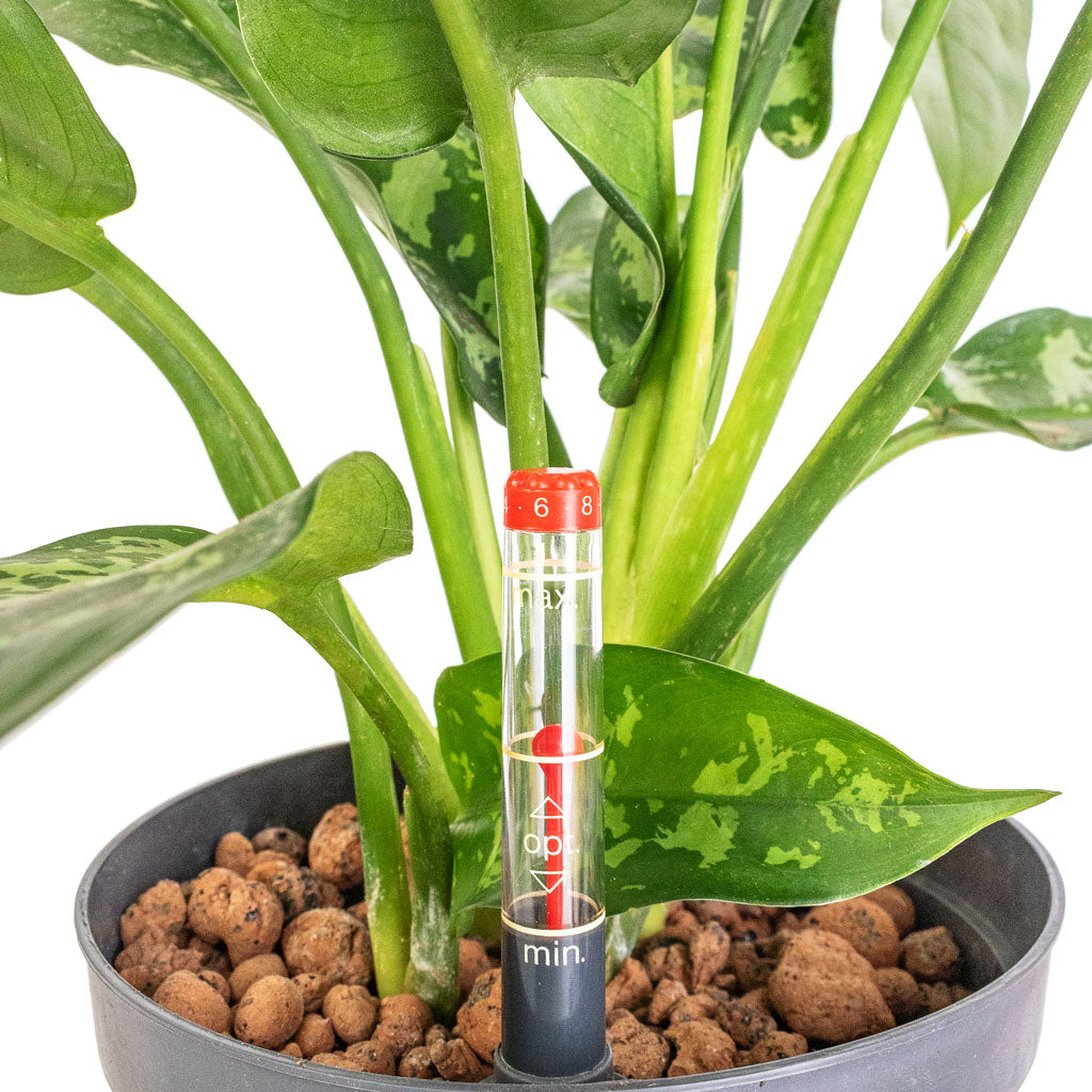 aglaonema hydroculture Aglaonema Maria - Chinese Evergreen Easy Care Hydro Plants | Hortology