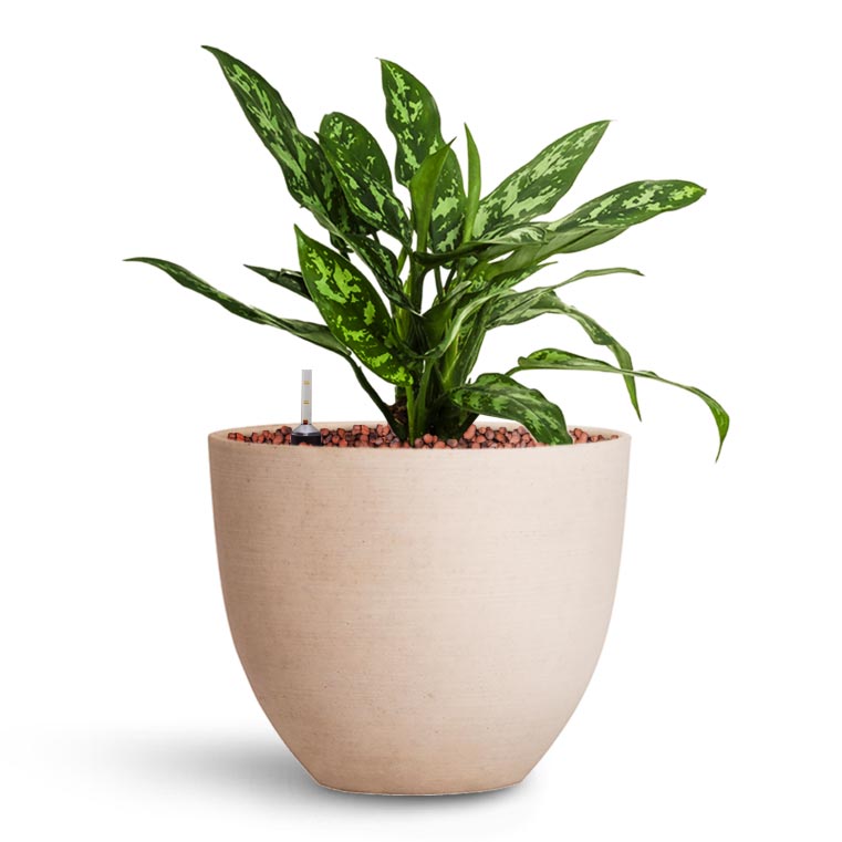 Coral Refined Planter - Natural White - Quality Planters | Hortology ...