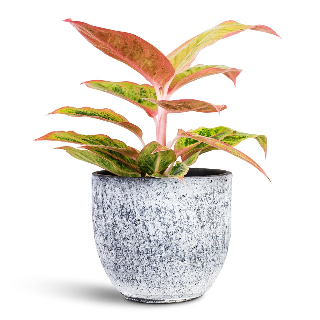 Aglaonema Salmon Fantasy 12x30cm House Plant In Cas Pot Anthracite 15x13cm
