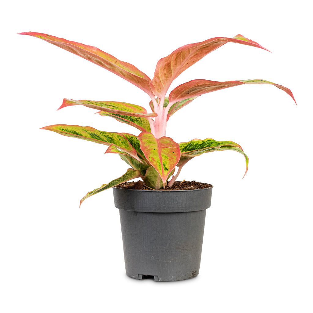 Aglaonema Salmon Fantasy 12x30cm