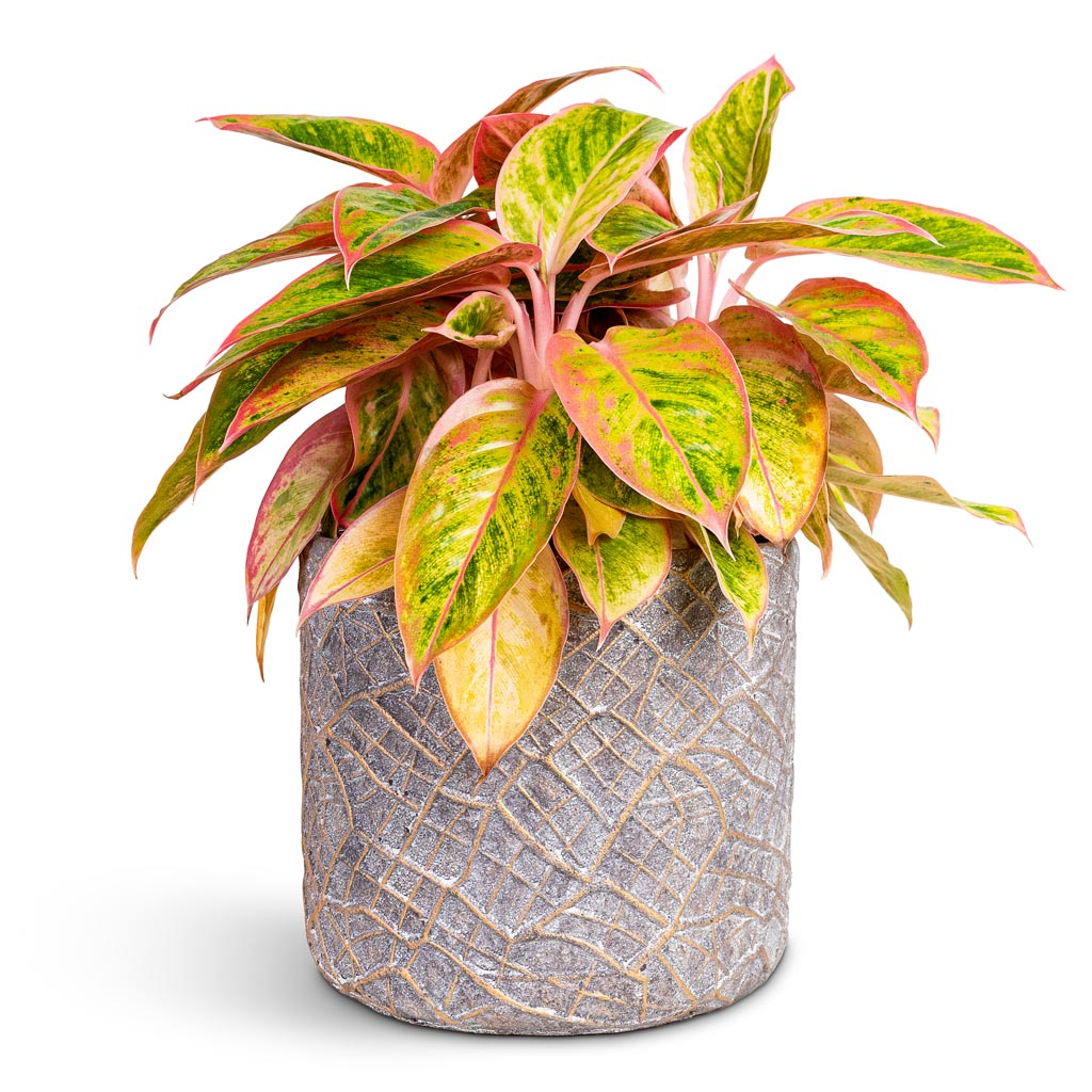 colorful aglaonema cats Aglaonema Salmon Fantasy - Chinese Evergreen Houseplants