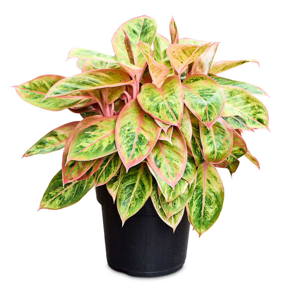 aglaonema salmon Aglaonema Salmon Fantasy - Chinese Evergreen Houseplants