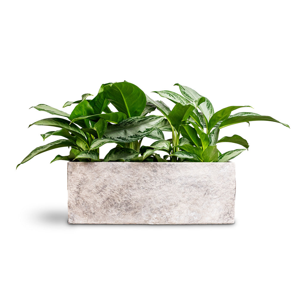 Aglaonema Silver Bay 14x45cm House Plant in Coast Trough Planter Mountain Grey 55x18x20cm