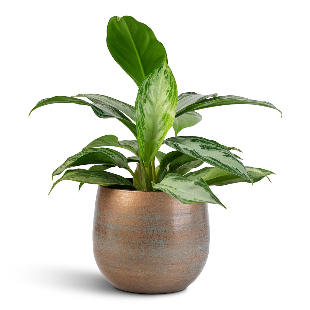Aglaonema Silver Bay - 14x45cm House Plant In Esra Pot Champagne - 18x16cm