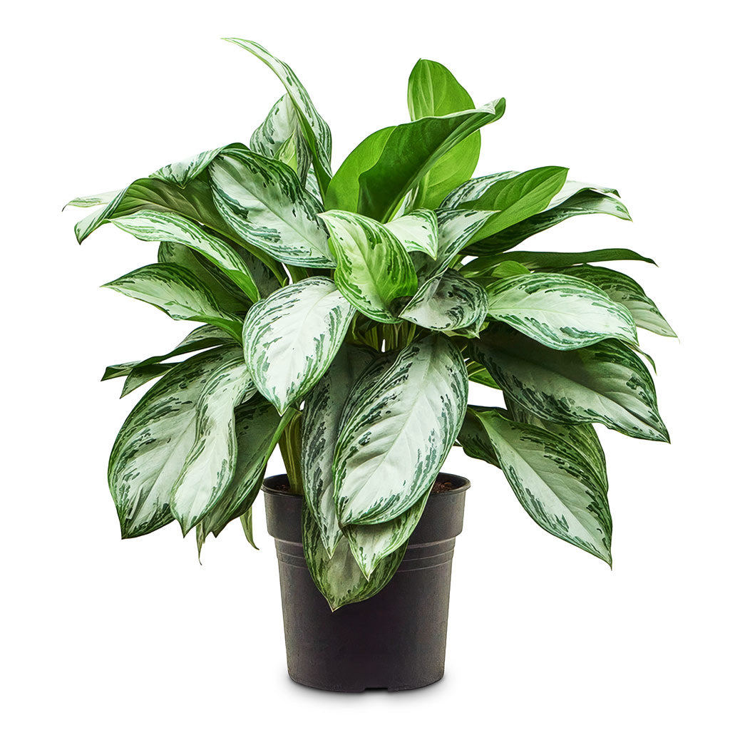 Aglaonema Silver Bay 27x70cm
