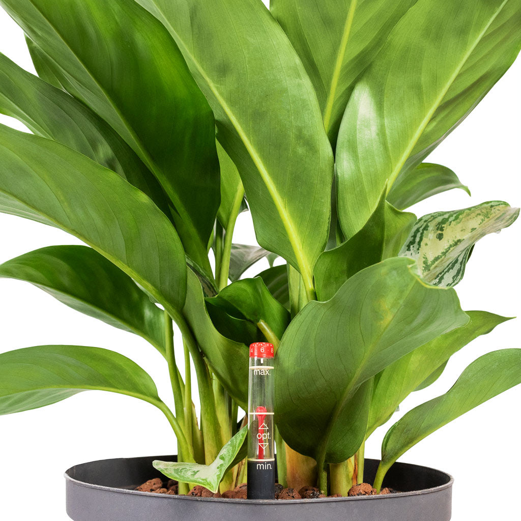 Aglaonema Silver Bay Chinese Evergreen HydroCare Close Up With Water Meter