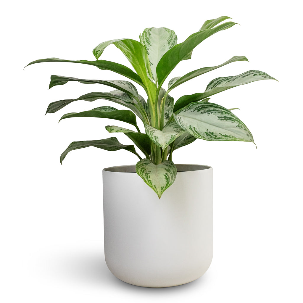 Aglaonema Silver Bay - Chinese Evergreen &amp; Lisbon Plant Pot - White