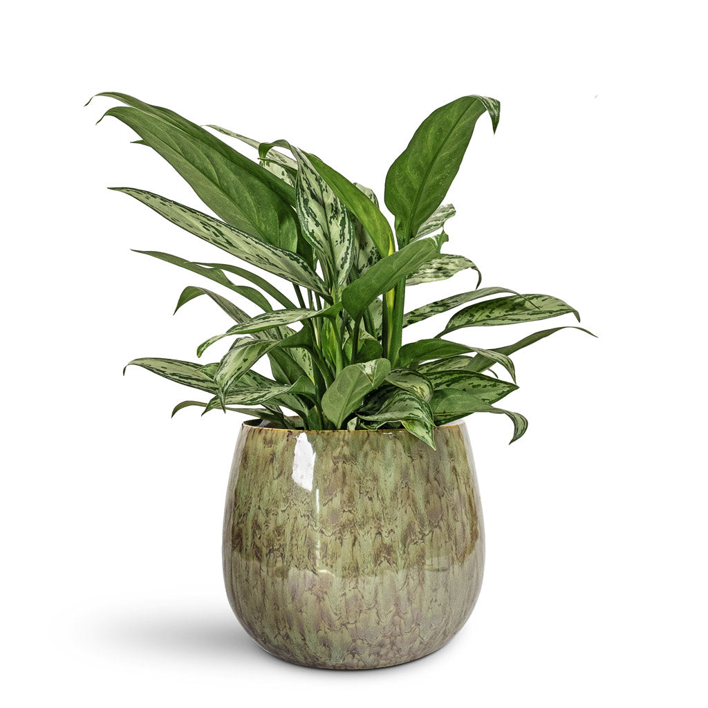 Aglaonema Silver Queen Chinese Evergreen - 14x40cm In Odile Plant Pot Green - 24x19cm