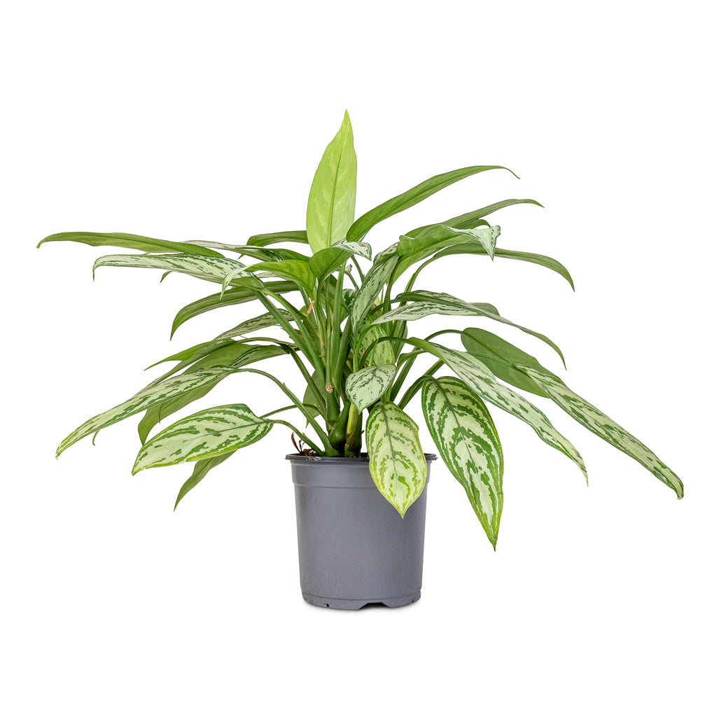 Aglaonema Silver Queen - Chinese Evergreen Plants | Hortology