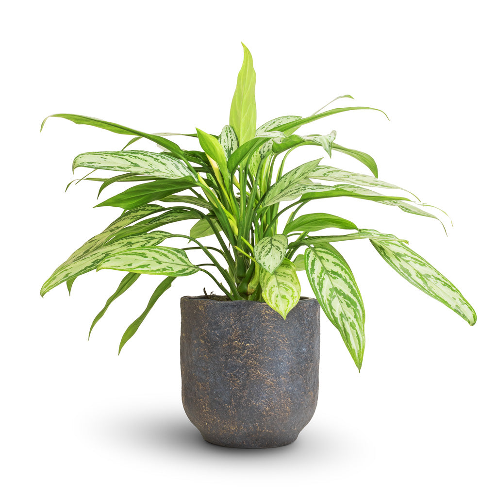 Aglaonema Silver Queen - Chinese Evergreen &amp; Dave Plant Pot - Earth