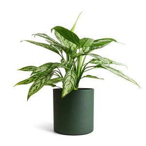 Aglaonema Silver Queen - Chinese Evergreen & Puk Refined Planter - Pine Green