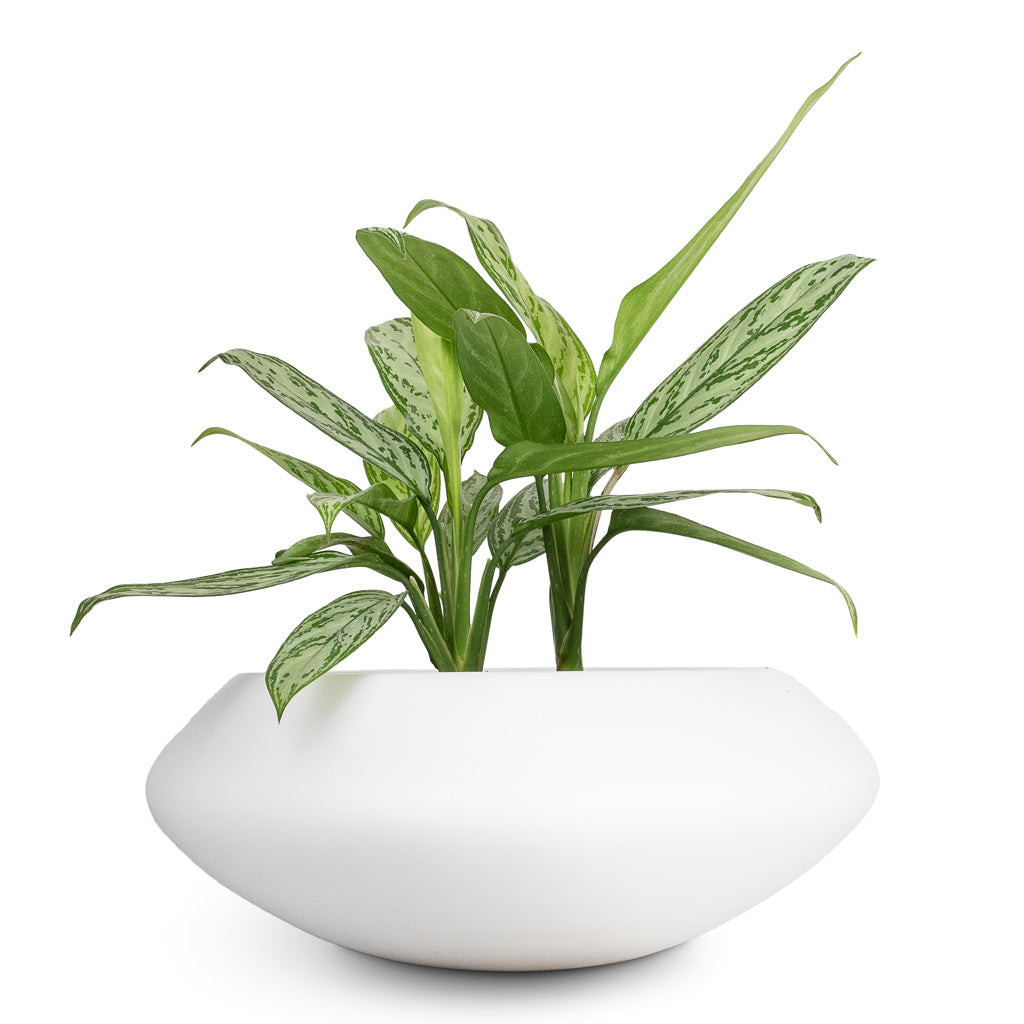 Aglaonema Silver Queen Chinese Evergreen - 17x60cm &  Tara Essentials Bowl Planter Matt White - 31x12cm