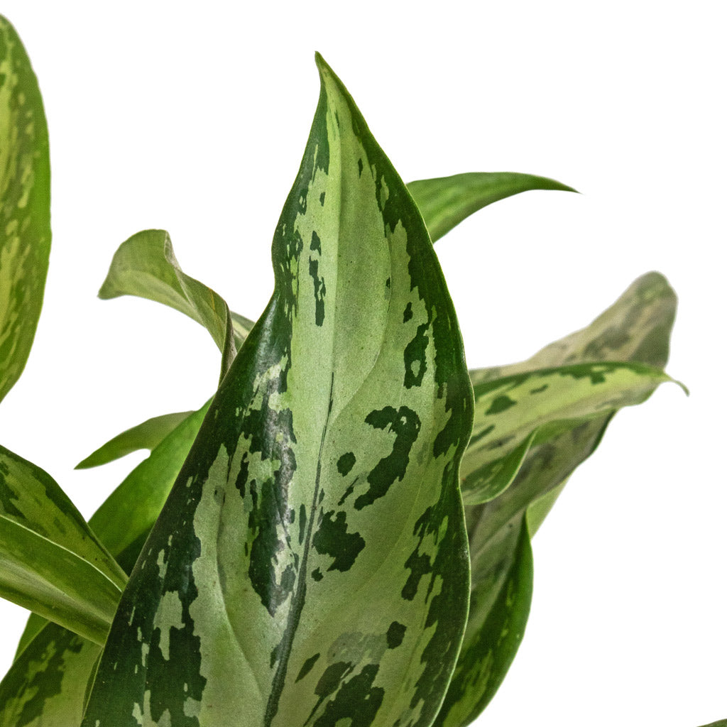 Aglaonema Silver Queen - Chinese Evergreen