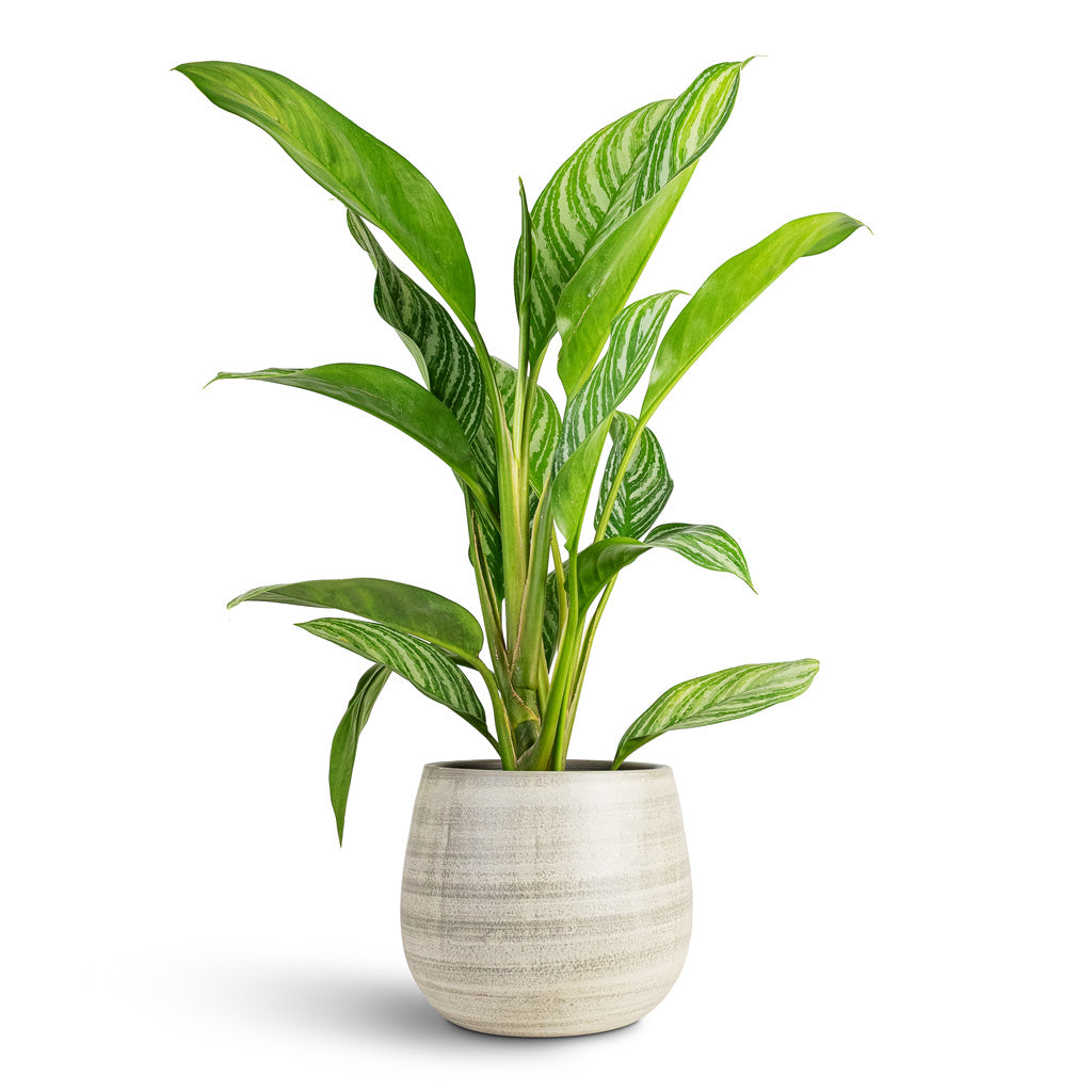 Aglaonema Stripes 17x55cm House Plant In Esra Pot Concrete 22x20cm