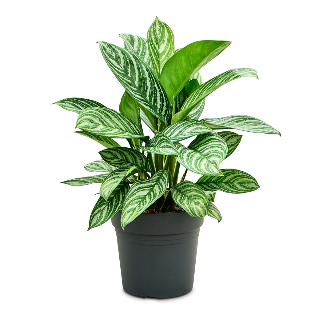 Aglaonema Stripes 24x60cm house plant 