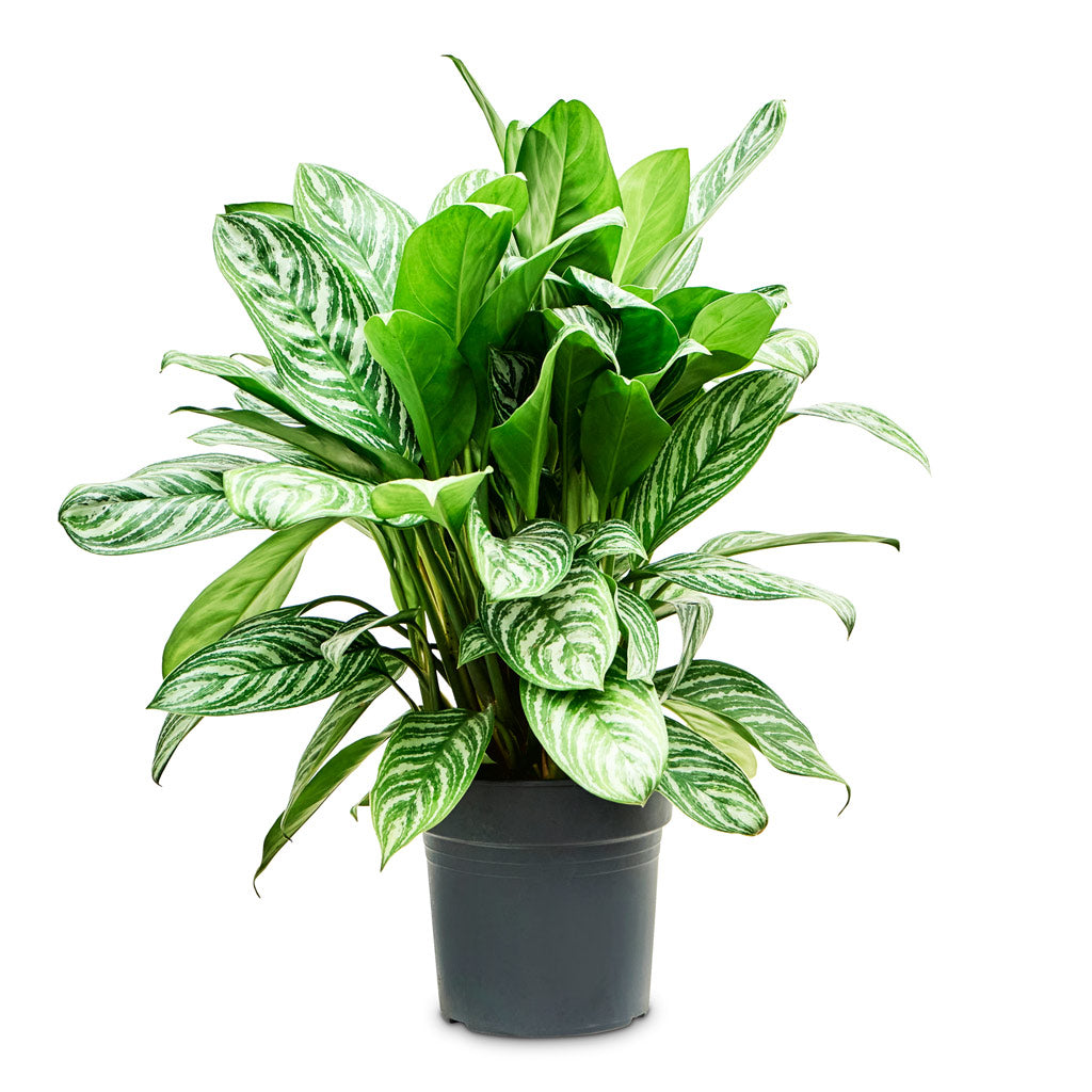 Aglaonema Stripes 27x80cm House Plant 