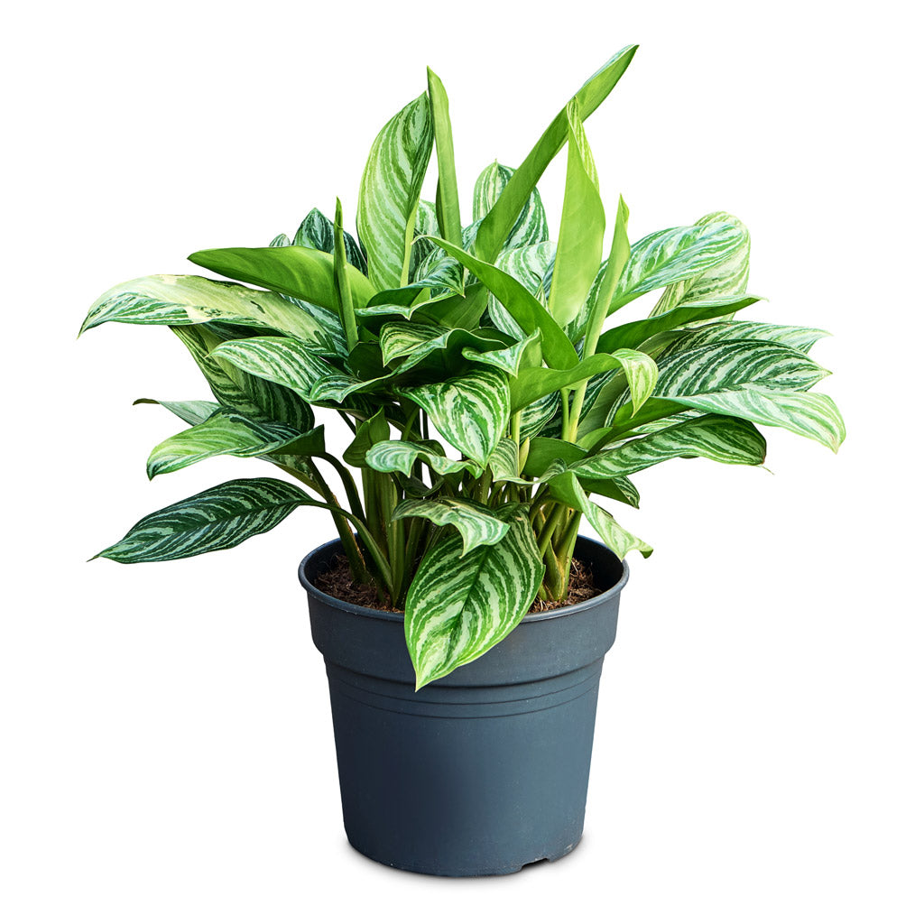 Aglaonema Stripes 34x60cm house plant