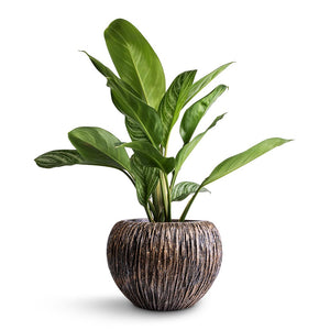 Aglaonema Stripes - Chinese Evergreen & Luxe Lite Waterfall Globe Planter - Bronze
