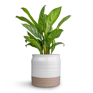 Aglaonema Stripes - Chinese Evergreen & Puro Ripple Plant Pot - White